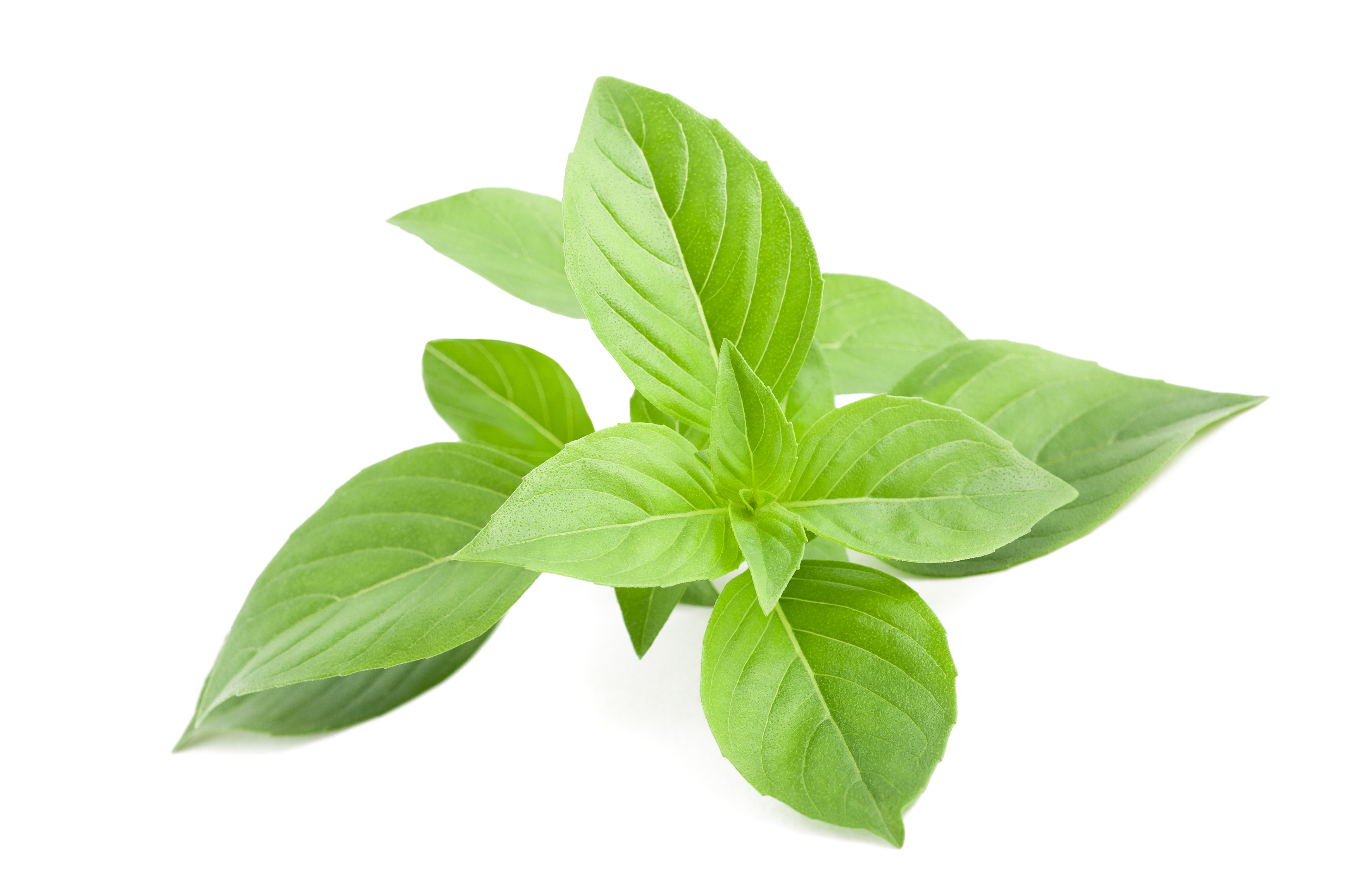 Lemon Basil