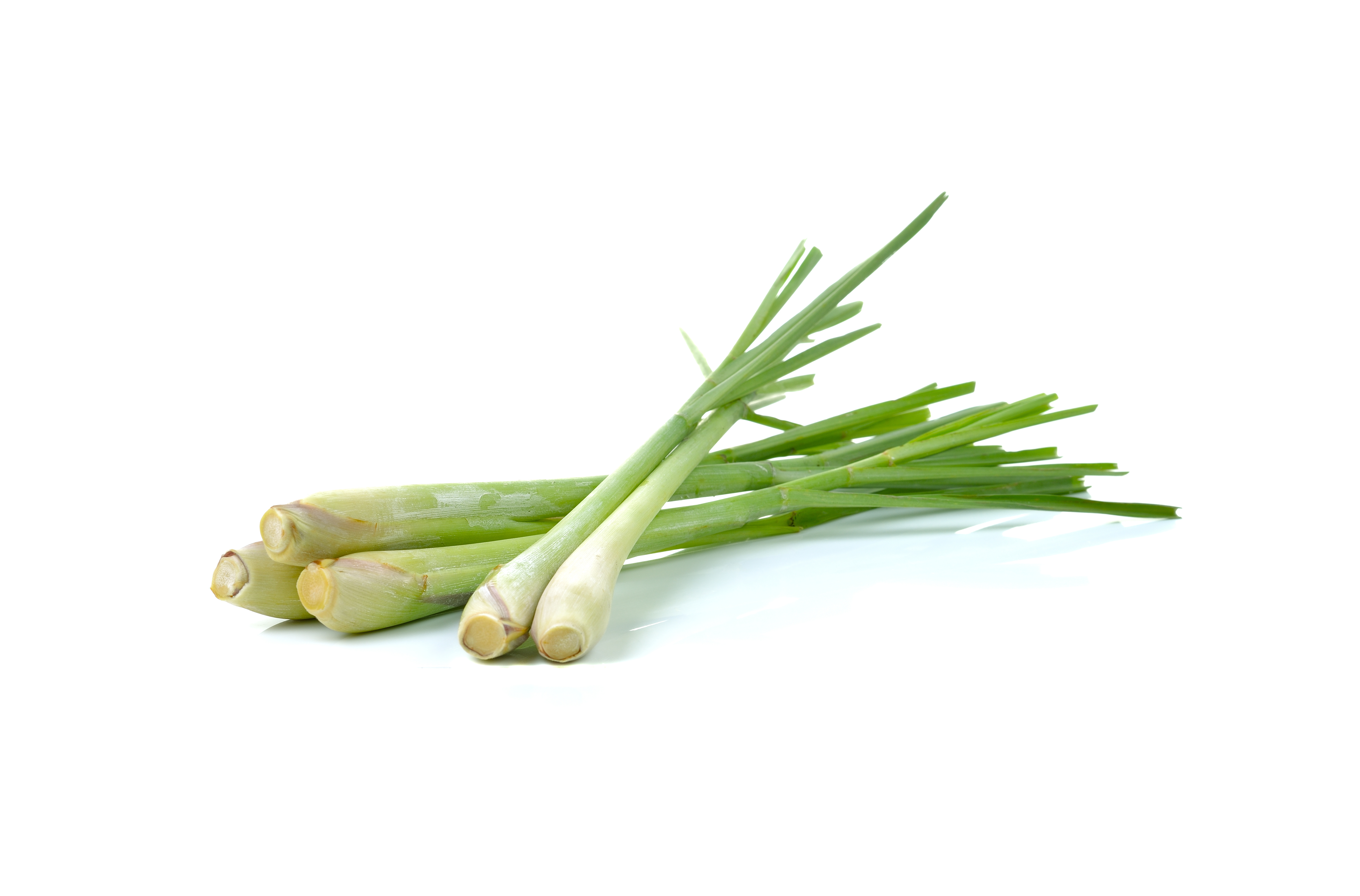 Lemon Grass