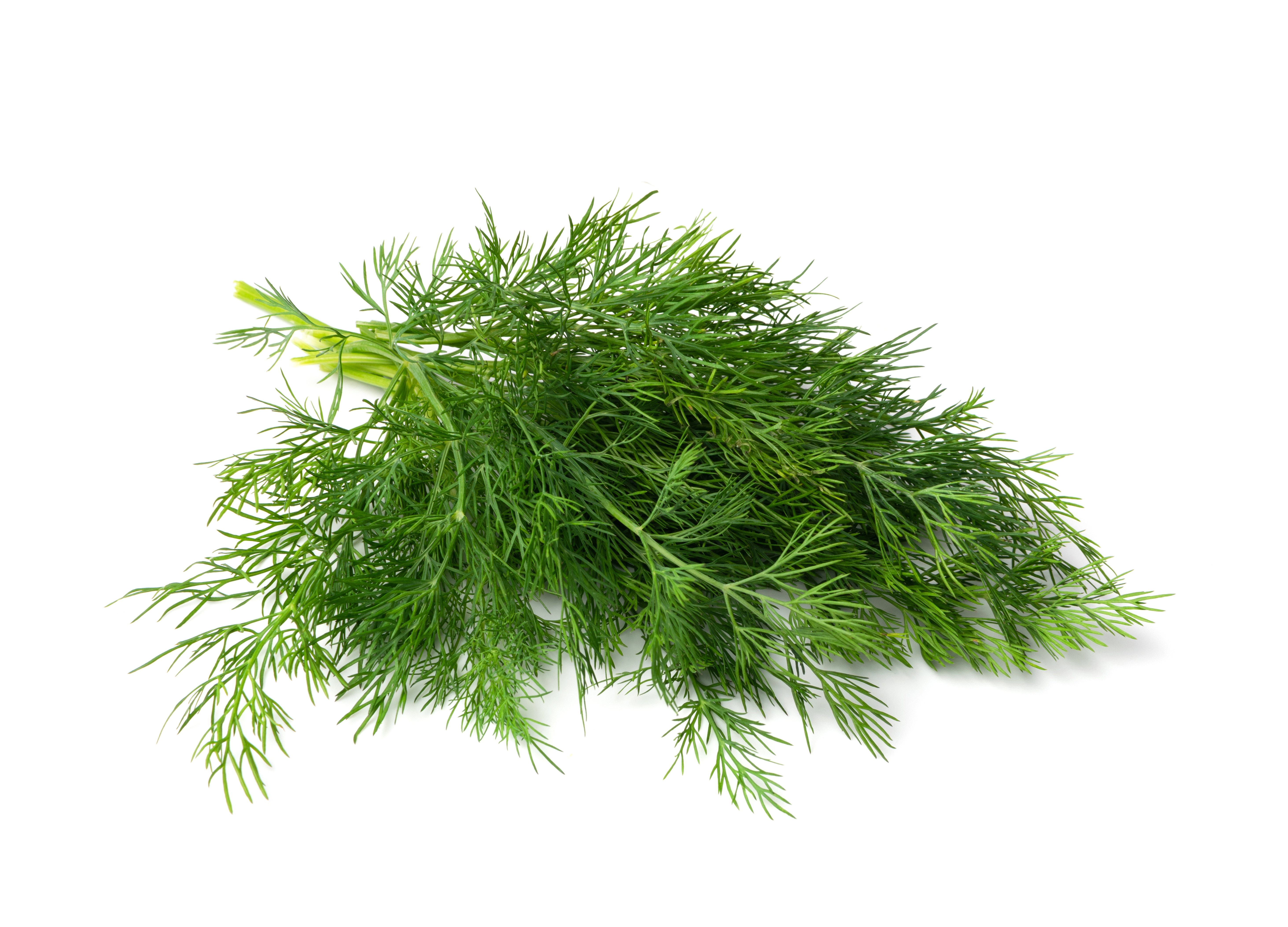 Dill weed oil