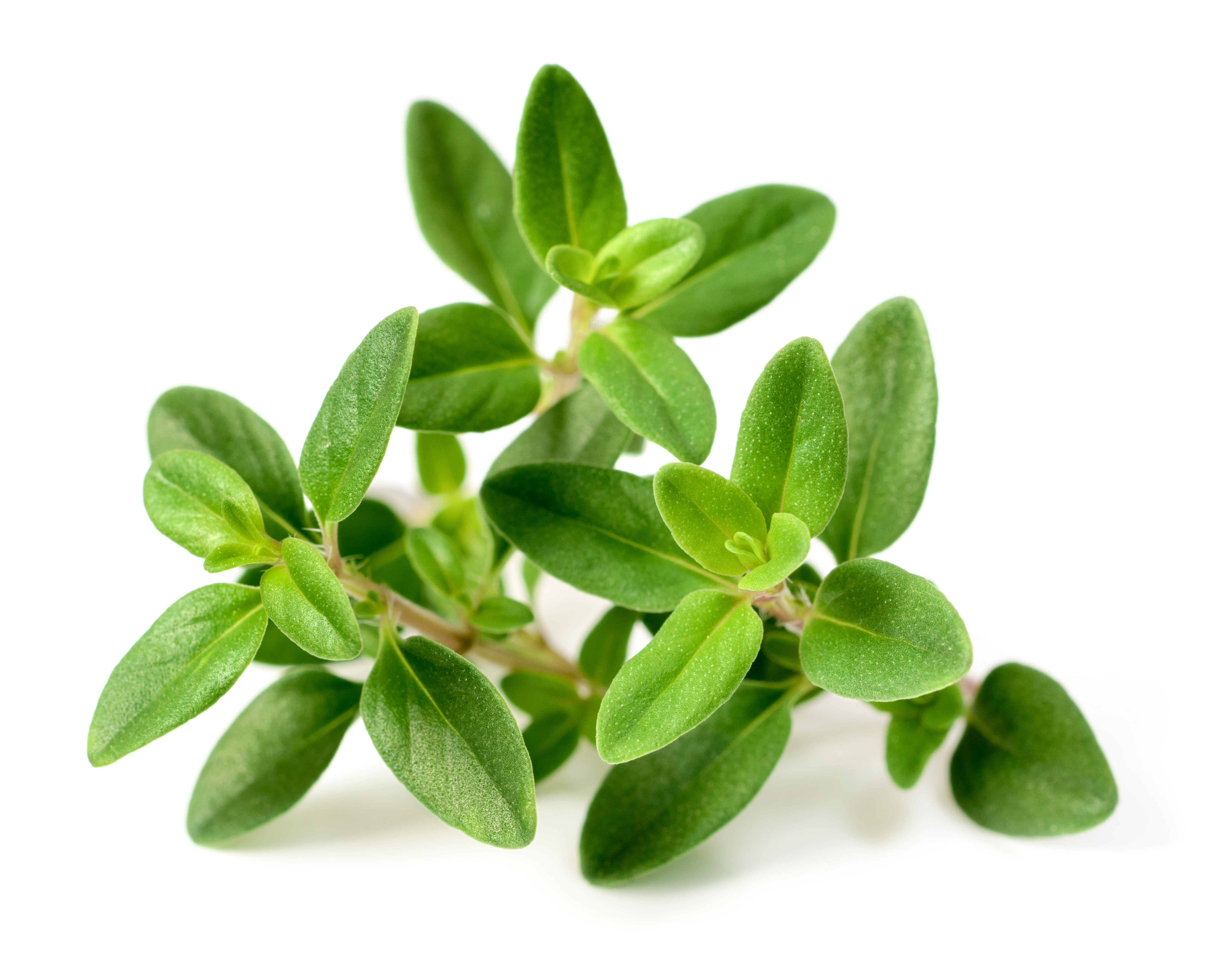 Thyme