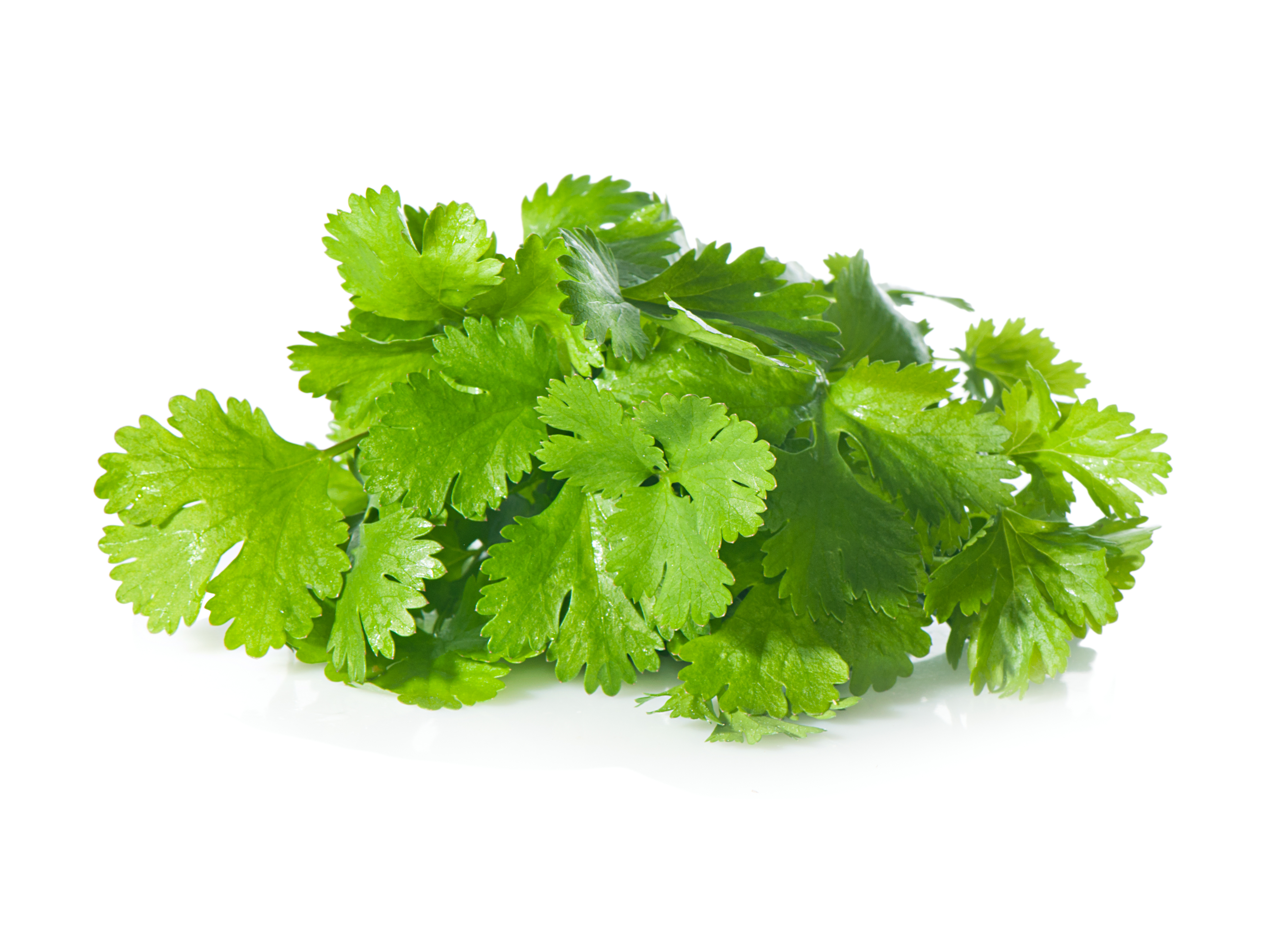 Coriander oil