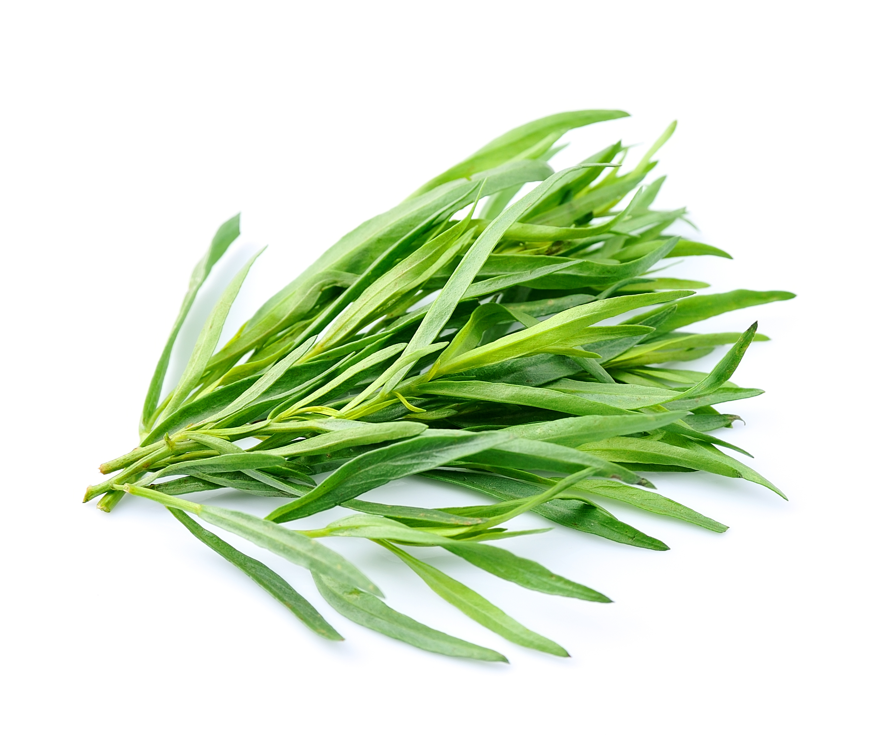 Tarragon