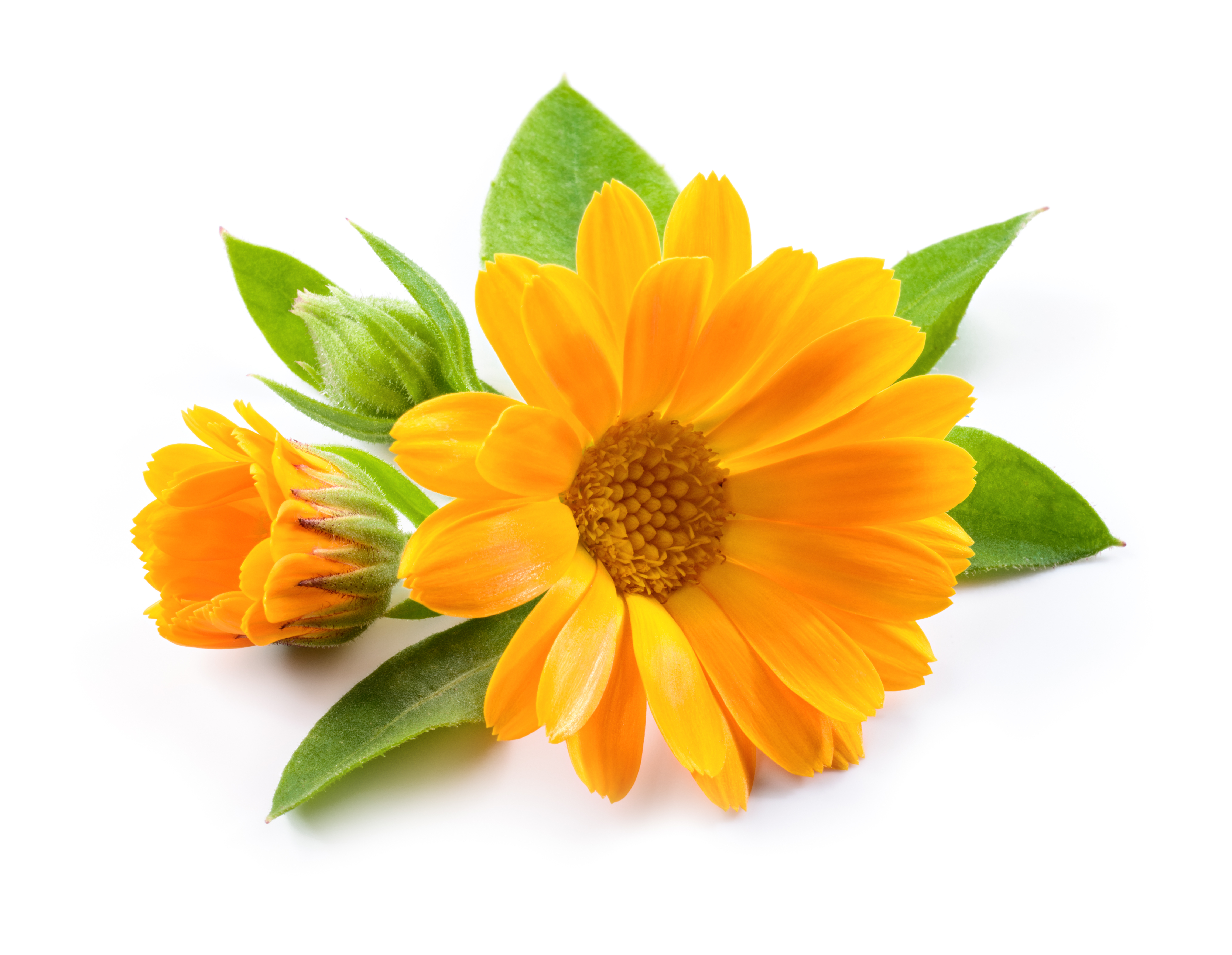 Calendula