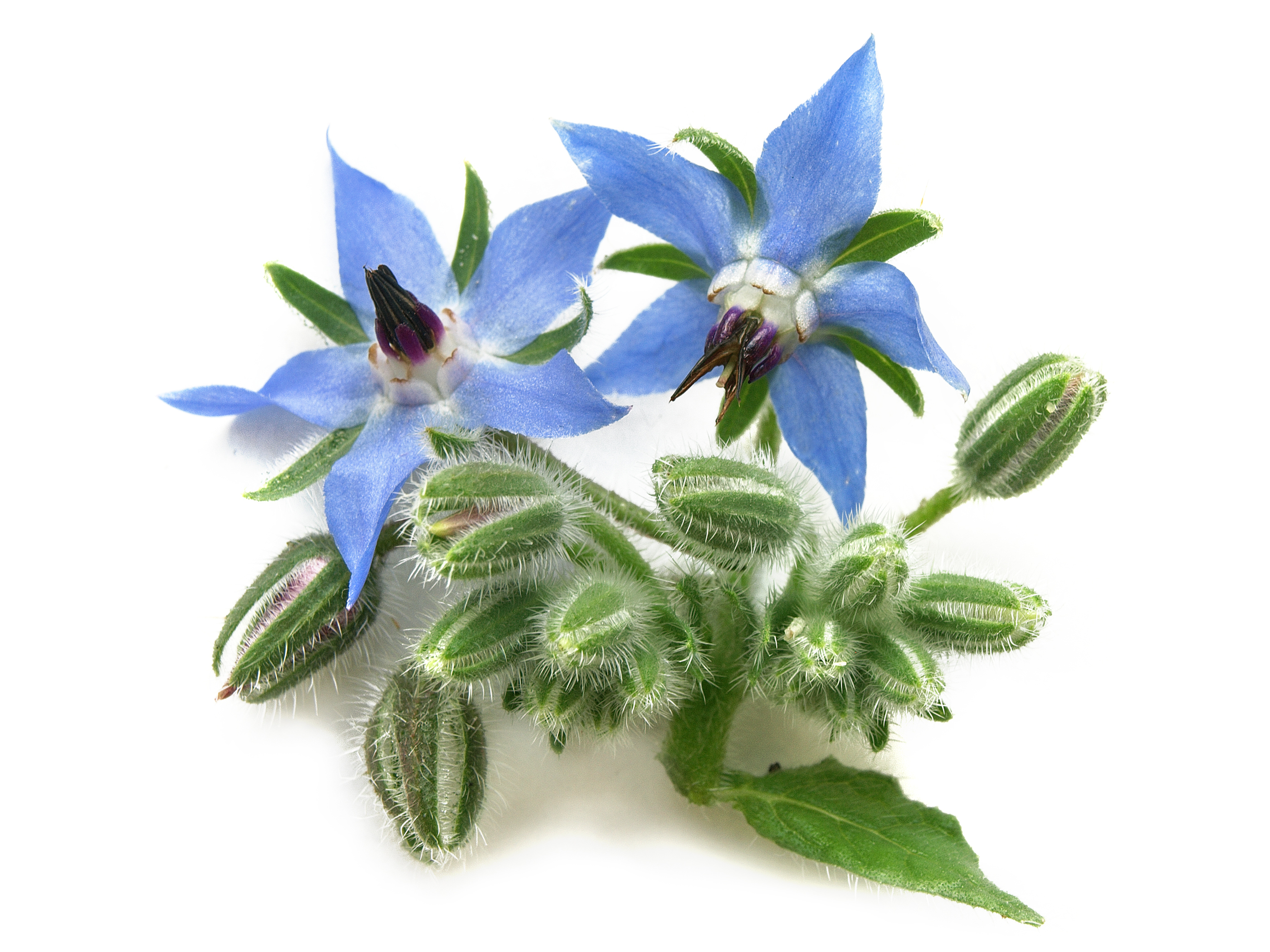 Borago officinalis