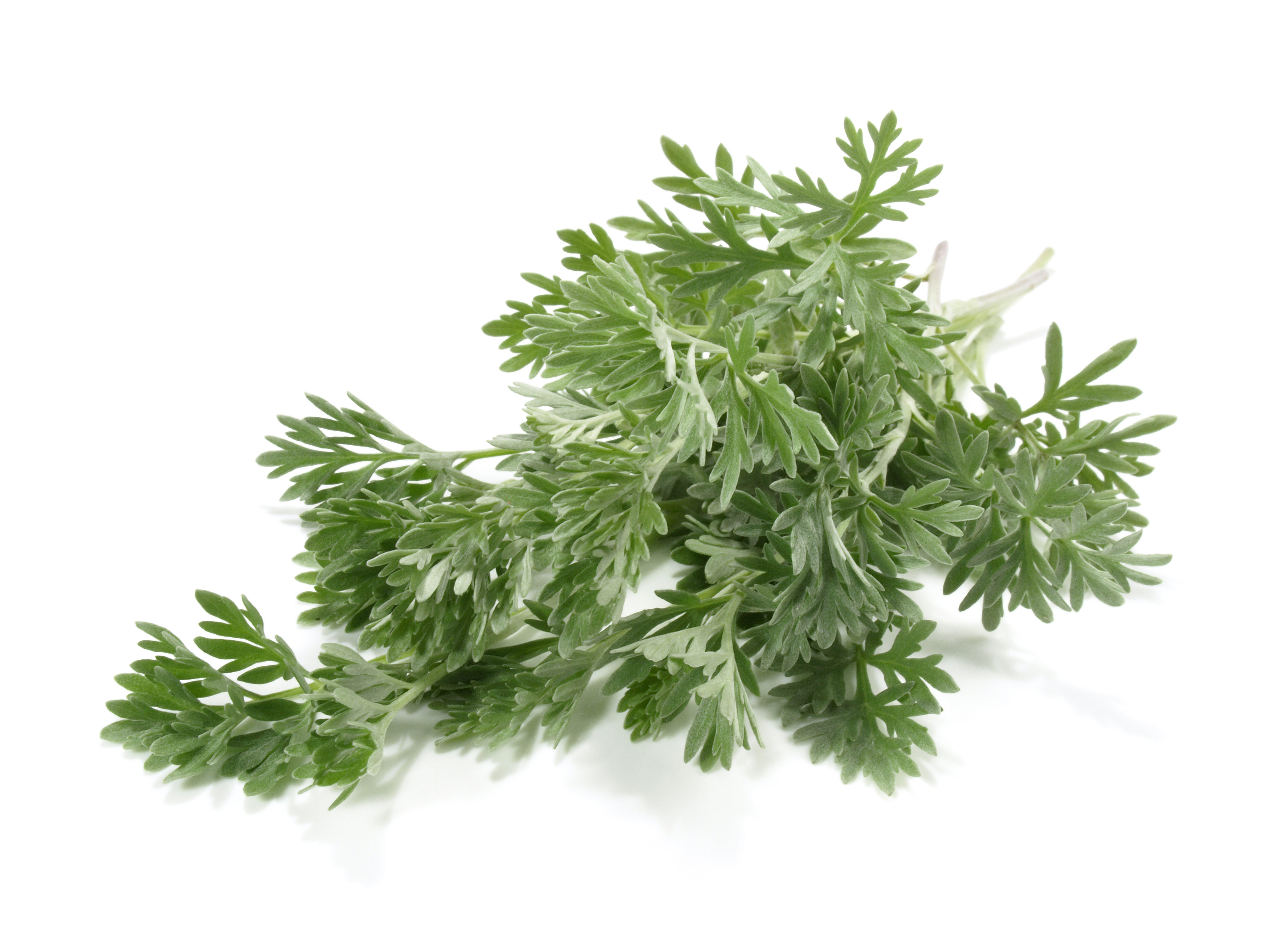 Artemisia ABROTANUM